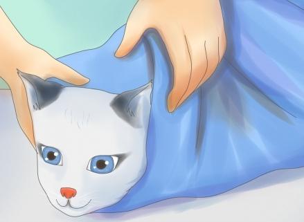 πώς να γνωρίζετε τη θερμοκρασία μιας γάτας