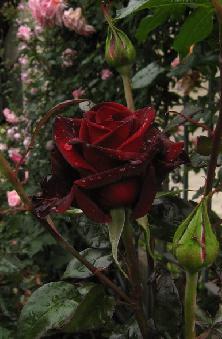 ποικιλία από τριαντάφυλλο μαύρο μάγο 