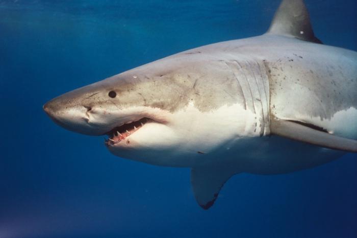 Φωτογραφία του λευκού καρχαρία