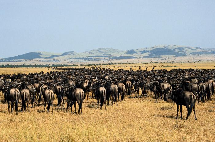 εθνικά πάρκα της serengeti