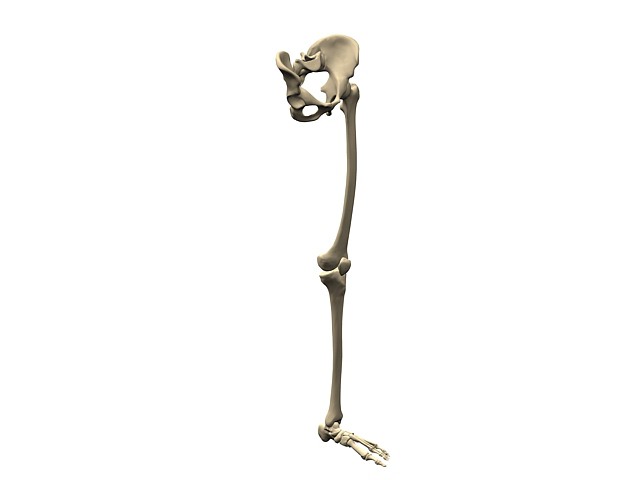 σκελετό των κάτω άκρων